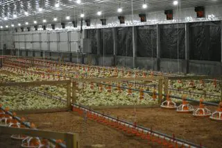 Tunnel ventilated poultry pens  launched at Mon Repos