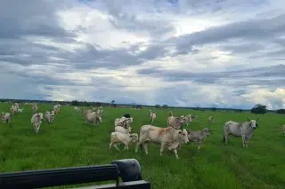 Ministry receives 300 pregnant heifers