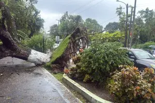 Tree falls on Main St