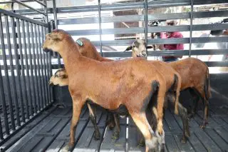 Ministry says Black Belly Sheep programme delivering