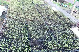 Police destroy 10,000 cannabis plants in Upper Berbice raid