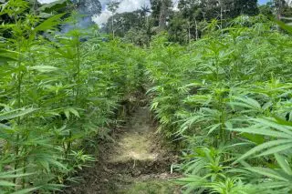 Police destroy 53,000 cannabis plants at Yaruni Bend