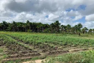 Police destroy $22.8m in cannabis at Canje Creek