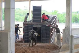 Second shipment of milking cattle arrives for DDL’s  US$30m Moblissa farm