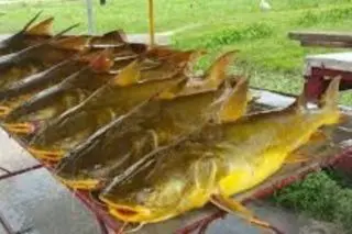 US catfish restriction still under review — Theriot