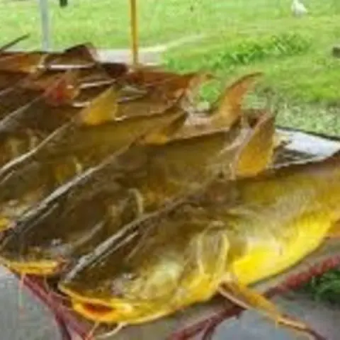 US catfish restriction still under review — Theriot