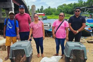 Five Moruca farmers receive piglets from ministry