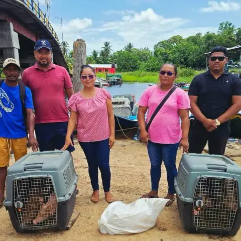 Five Moruca farmers receive piglets from ministry