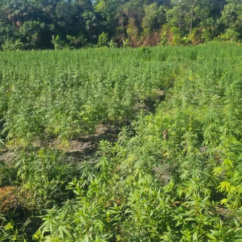 Police weed 310,500 suspected cannabis plants in Upper Berbice 
