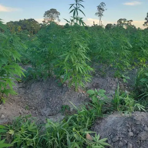 Police destroy cannabis farm at Wiruni