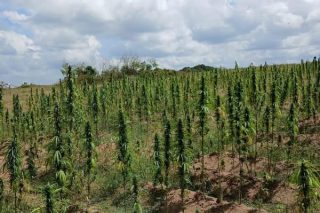 Police destroy cannabis plants at Ebini