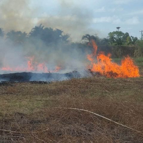 Grass fire at Liliendaal sends heavy smoke towards homes